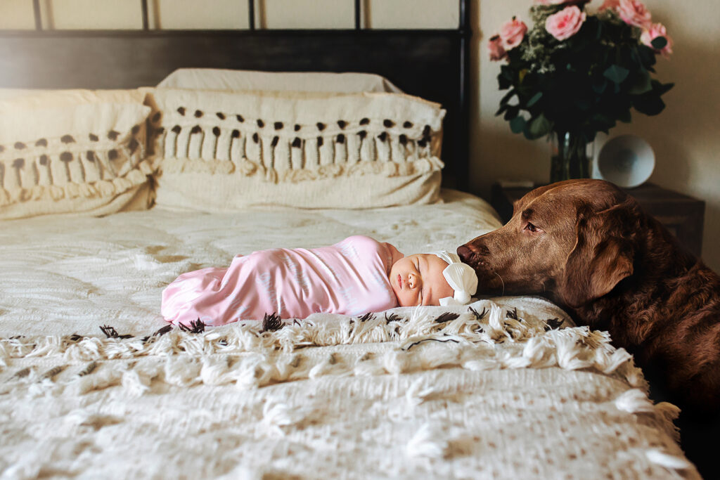 Newborn baby girl sleeping on a bed while the family dog sniffs her head during her session with her Fort Collins newborn photographer